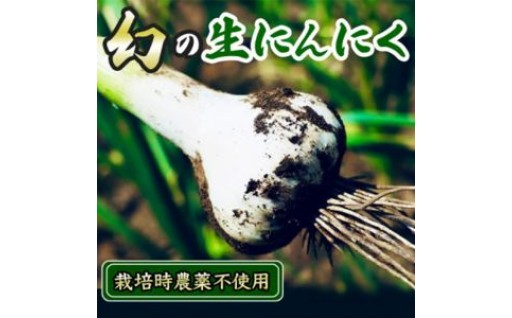 城里にんにく本舗の生にんにくをお届け！