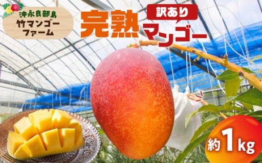 【2026年先行予約】竹マンゴーファームの完熟マンゴー約1キロ（訳あり）