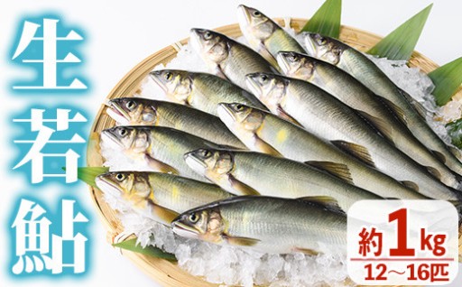 【北海道・離島配送不可】＜先行予約受付中！2026年6～8月の間に発送予定＞生若鮎(約1kg・12～16匹)