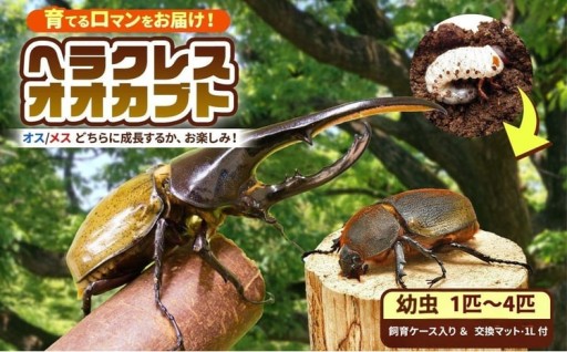 【 先行予約 】 ヘラクレスオオカブト 幼虫 １匹 ～ 4匹