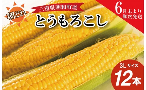 朝採れ とうもろこし スイートコーン🌽