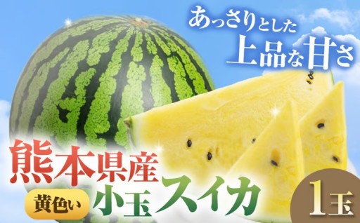 【 順次出荷中！ 】小玉スイカ（黄色）1玉 熊本県 和水町産