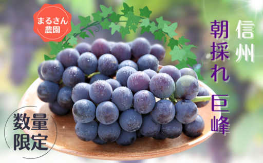先行受付中！旬の時期に朝採り巨峰をお届けします🍇