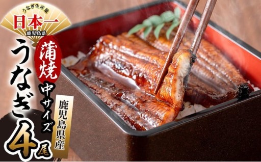 【丑の日までに配送】鹿児島県産 伊崎田のうなぎ蒲焼 中＜150g以上＞× 4尾(計600g以上)