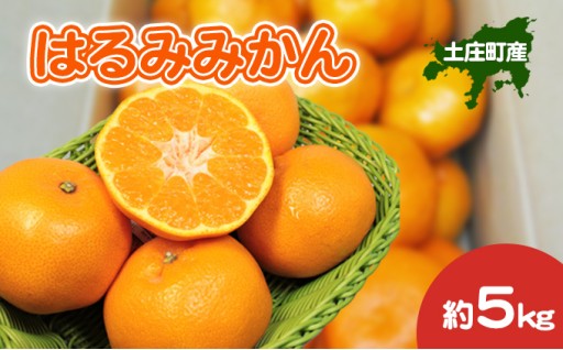 先行予約受付中！はるみみかん 約5kg