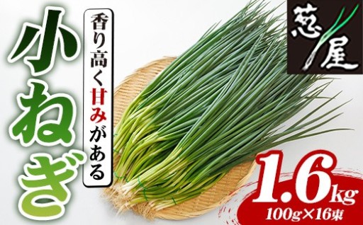 小ねぎ(計1.6kg・100g×16束)