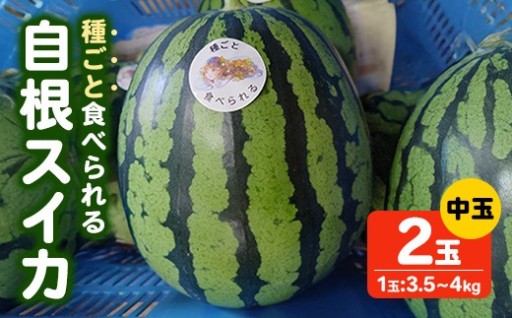 ＜先行予約！2026年7月上旬以降順次発送予定＞種ごと食べられる自根すいか中玉(2玉・計約7～8kg)