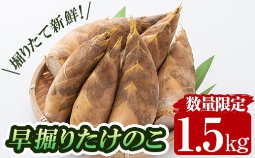 ＜先行予約受付中！2026年12月下旬～2027年2月末の間に発送予定＞数量限定！早堀り筍(正味約1.5kg)