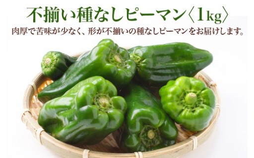 【先行予約】不揃い種なしピーマンSSサイズ1kg