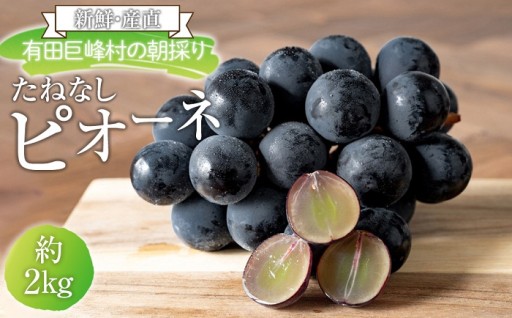 有田巨峰村の朝採りたねなしピオーネ　約2kg