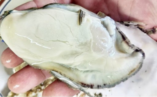 松島牡蠣屋 冷凍牡蠣（生食用） 1kg