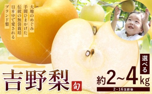 吉野梨が実る季節になりました🍐
