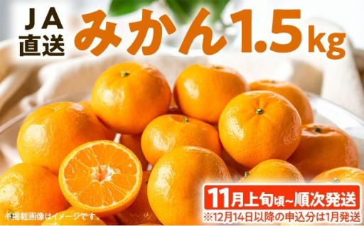 【先行予約開始🔔】期間限定 みかん 1.5kg【11月上旬頃から順次発送】🍊