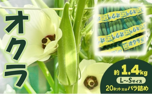 先行予約受付中！オクラ 約1.4kg 