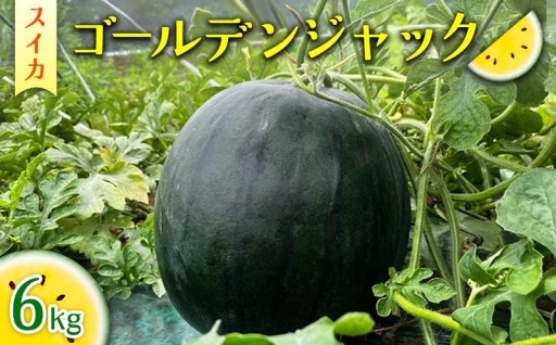 2026年産 スイカ ゴールデンジャック 6kg 