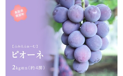 南部町産！ 濃厚な朝どれピオーネをお届けします！