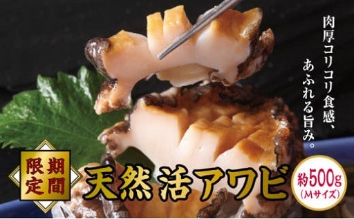 【期間限定】活アワビ約500g Mサイズ 