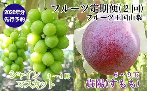 【新規】【フルーツ定期便】 小林農園のシャインマスカット＆高級すもも（貴陽）