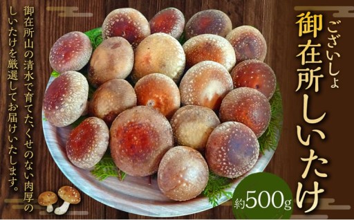 御在所肉厚生しいたけ 約500g