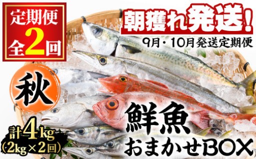 ＜定期便・全2回(9月・10月)＞「秋の鮮魚BOX」朝獲れ発送！おまかせ鮮魚(約2kg程度×2回)