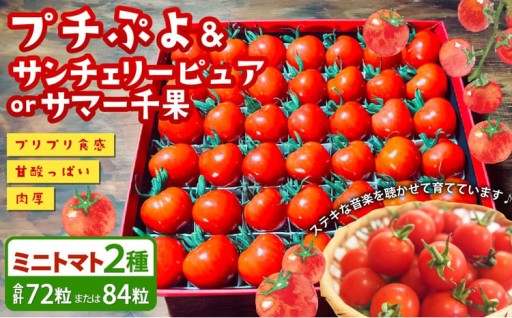 音楽を聴いて育った 「ミニトマト 2段 黒 ／ 赤 BOX」 プチぷよ 30粒から42粒