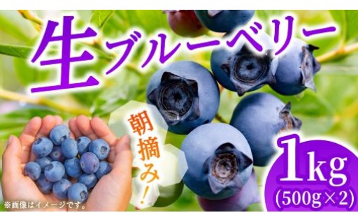 城里町にあるブルーベリー園からおいしいブルーベリーをお届け！