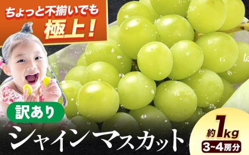 とろける甘さ！大阪・羽曳野産シャインマスカットが、約1kgで登場！
