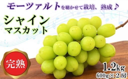 【先行予約】シャインマスカット 600g × 2房