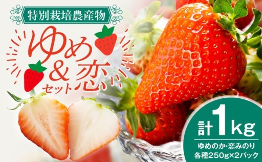 🍓【いちご2種食べ比べ】ゆめのか＆恋みのり🍓