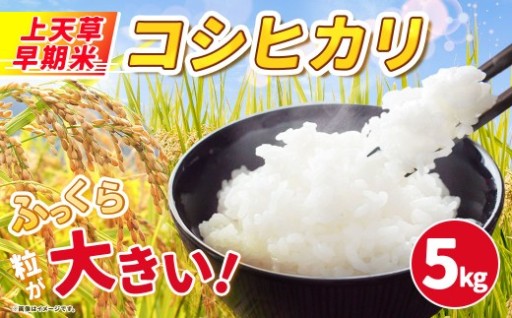 上天草早期米 コシヒカリ 5kg 【 令和8年産 】 