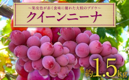 長崎県産 クイーンニーナ 約1.5kg 【2026年9月上旬～9月下旬迄発送予定】