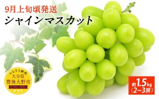 【先行予約】 シャインマスカット 約1.5kg (2-3房) 【2026年9月上旬から10月上旬発送予定】
