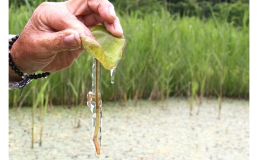 潤沢なぬめりと豊かな食感！水清き作谷沢産「手摘みじゅんさい」