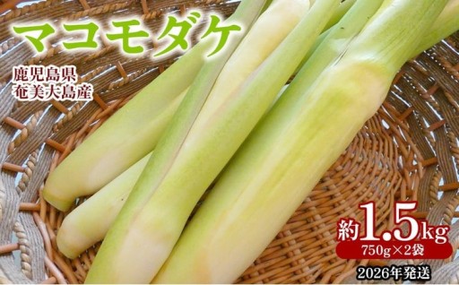 【2026年発送】奄美大島産 マコモダケ 約1.5kg（750g×2袋）