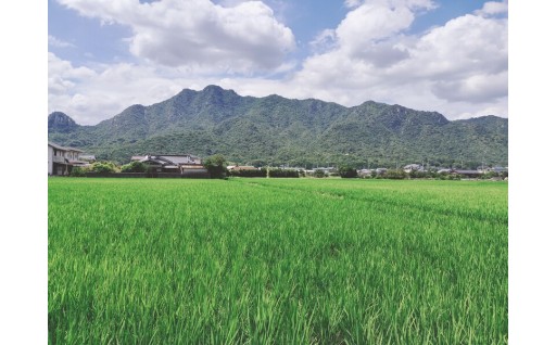 【玄米噛むほどに溢れる自然の甘み】粒がしっかり立つ食感。のこだわり朝日米は玄米でこそ真価を発揮します！