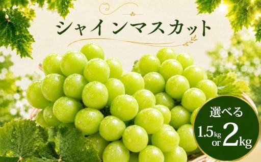 久喜市初！シャインマスカットが返礼品に登場
