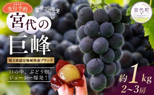 【宮代の巨峰🍇】1kgの先行予約を開始しました！