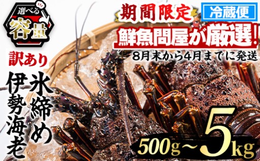 《選べる容量！》＜訳あり＞朝獲れ発送！鮮魚問屋が厳選した氷締め伊勢海老(総量500g～5kg以上)