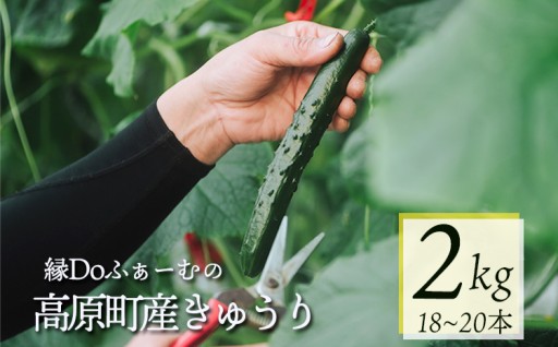 これからの季節にぴったり✨🥒きゅうり🥒受付開始🎉