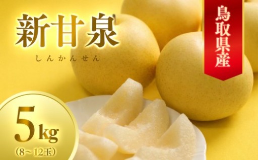 数量限定 鳥取県産梨 新甘泉（しんかんせん）5kg（8～12玉）