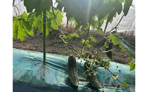 すくすく成長中！夏を元気に乗り切る「北海道産ゴーヤ」