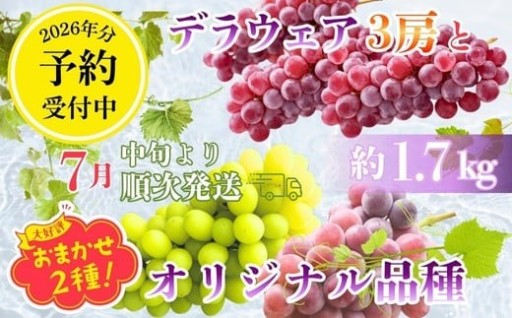 希少品種のぶどう2種と定番デラウエアの詰め合わせ