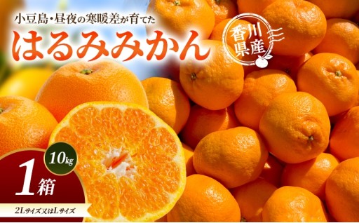 はるみみかん 2L又はL 1箱(10kg) 