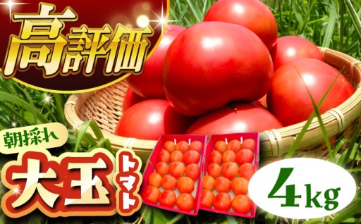 【訳ありでも味は本物！】朝採り大玉トマト4kg
