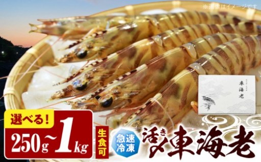 🦐ぷりっぷりっ♪冷凍車海老が返礼品に仲間入りしました！🦐
