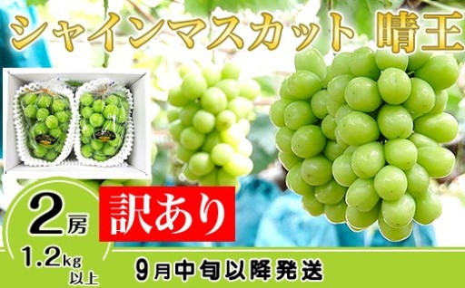 〈訳あり〉シャインマスカット晴王 2房