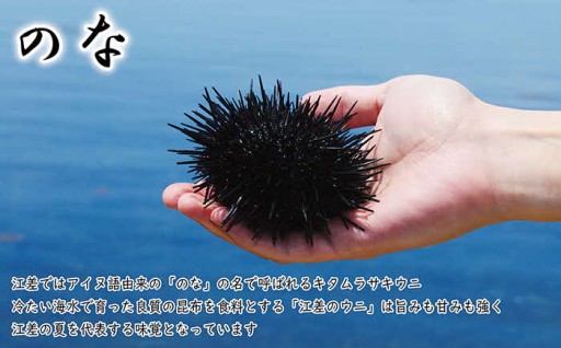 とろける美味さ　江差前浜産 生うに