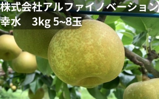 白岡市産梨「白岡美人」幸水  3kg 5~8玉