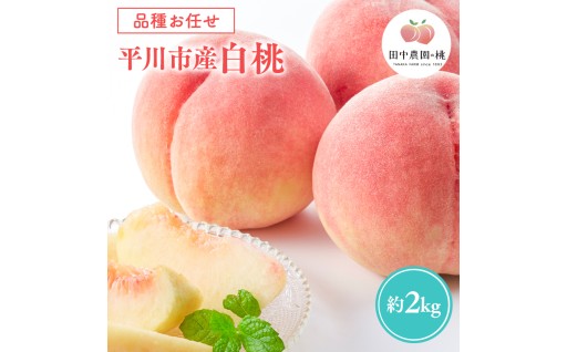 ≪8月～9月発送予定≫ 品種お任せ 平川市産 白桃 約2kg (5-6玉）