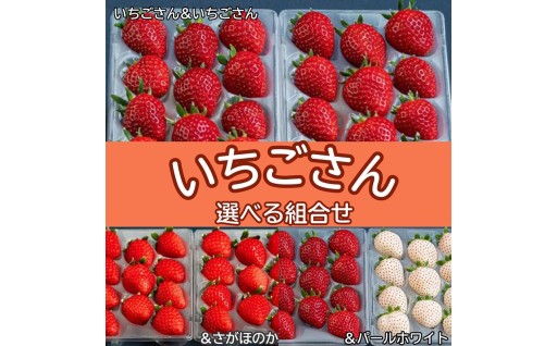 先行受付開始！佐賀県産いちご いちごさん 